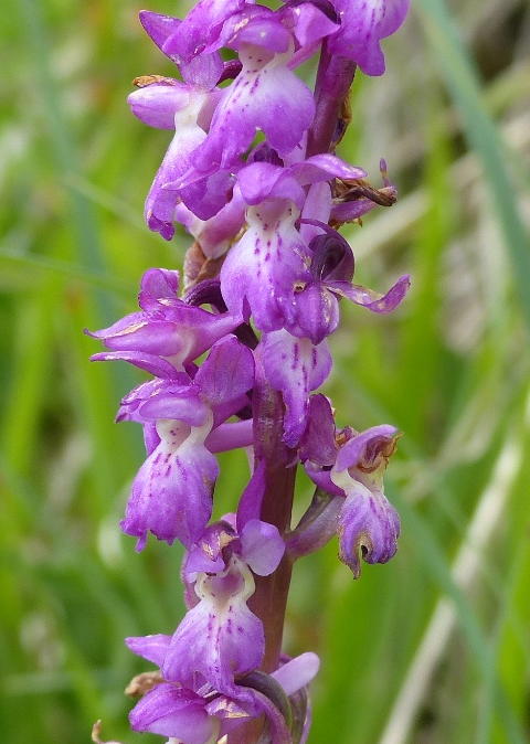 Monti della Laga, N.widderi, P.albida var. tricuspis e altre orchidee 27 giugno 2015